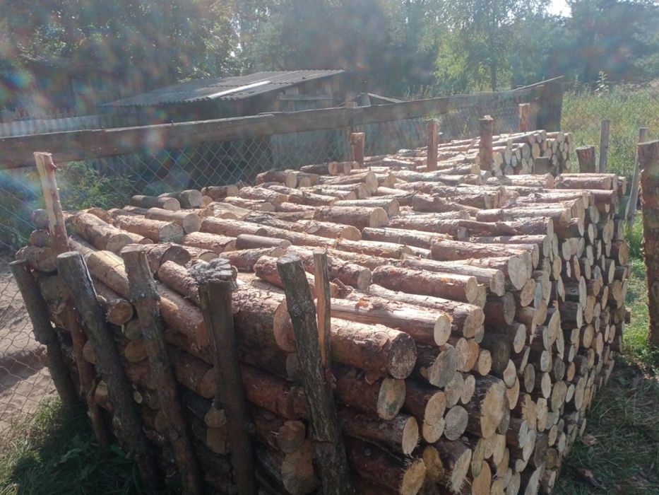 Opal sosna sucha i świeża