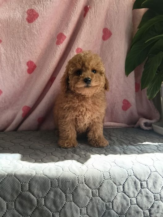 Caniche toy macho