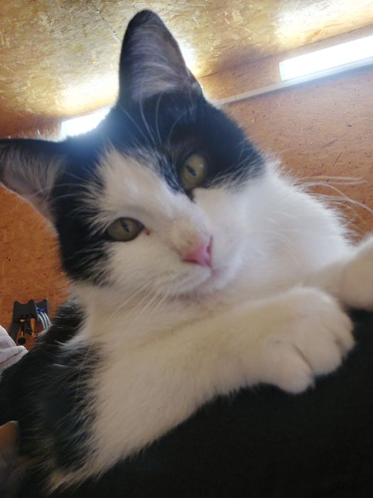 Дніпро. Киця шукає сім'ю.