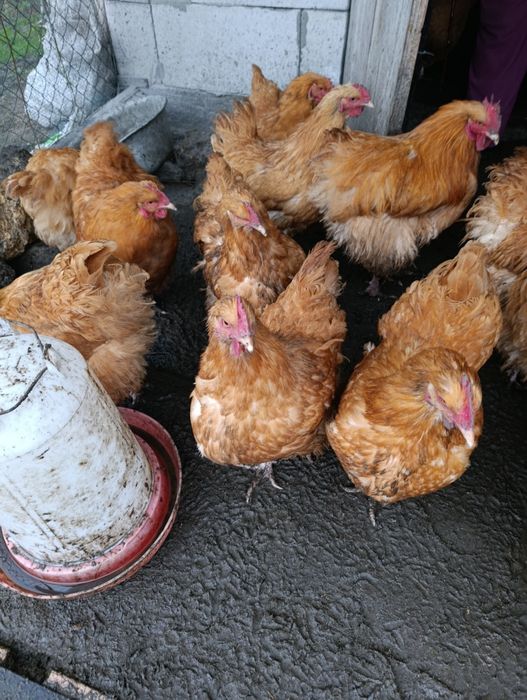 Курчата Орпінгтон
