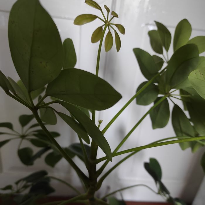 Продам вазон ШЕФФЛЕРА