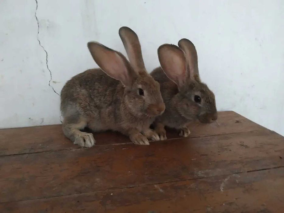 Кролики, живі і тушки