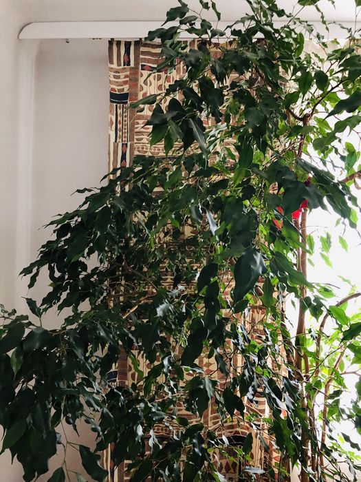 Fikus Beniamin bardzo duży