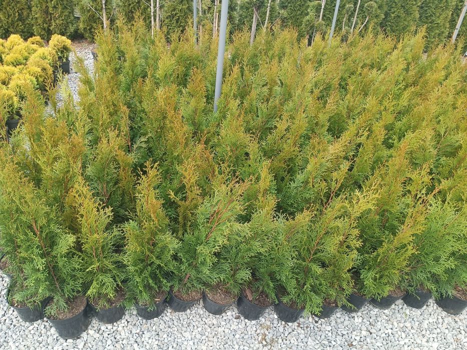 Tuja thuja szmaragd