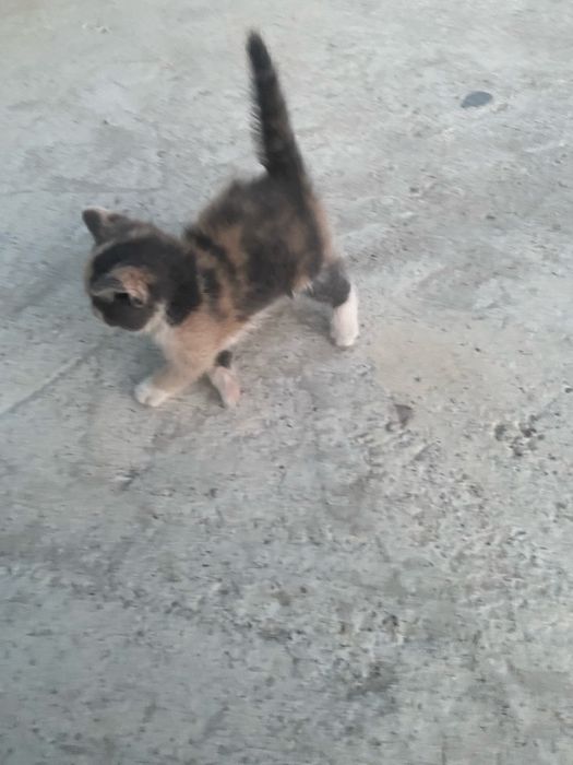 Кошенята в добрі руки