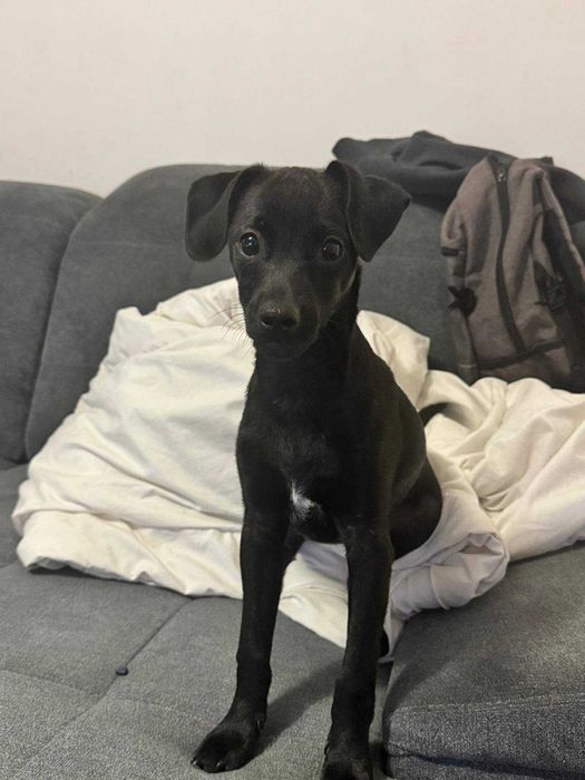 Szczeniaczki szukają domków