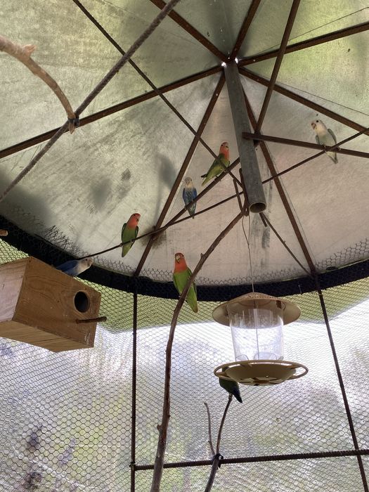 Lote re rossicolis cerca de 3 casais ja formandos