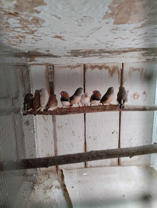 Sprzedam przepiękne zeberki