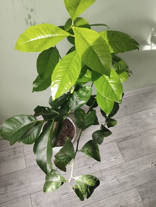 Лимон плодородний