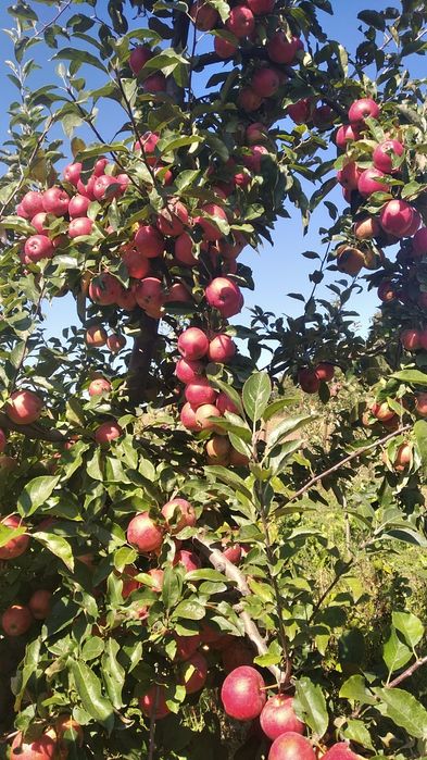 Продам домашні яблука різних сортів ігруші на зберігання