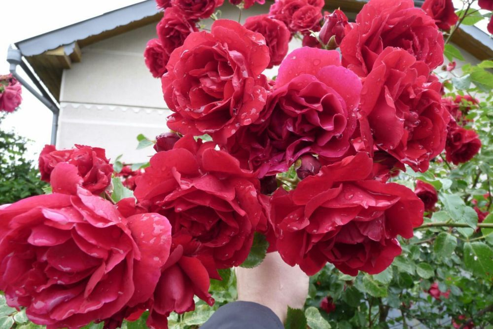 Троянда паркова, роза, сажанці троянди,