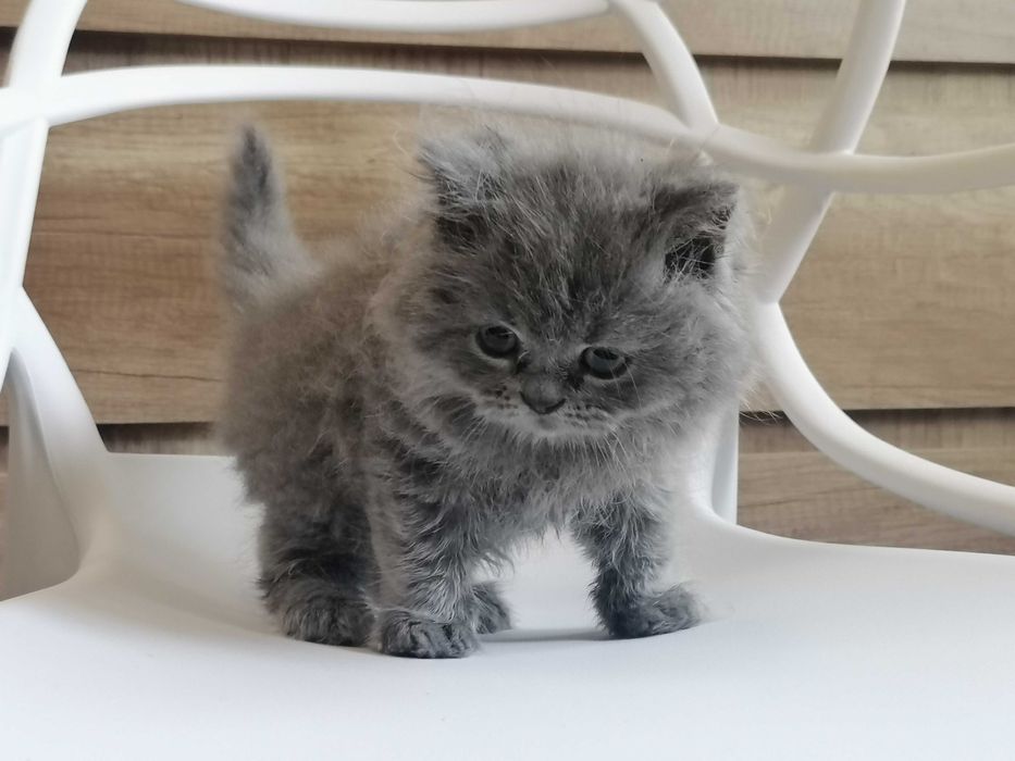 kot brytyjski rezerwacje