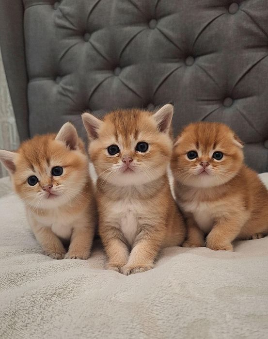 Вязка котів золота шиншила