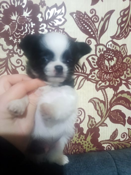 Предлагается к продаже мальчик чихуа
