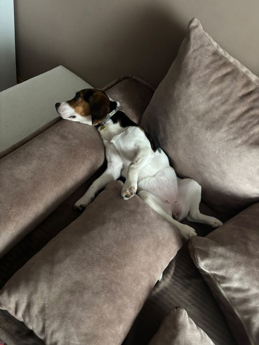 Pies rasowy Beagle suczka