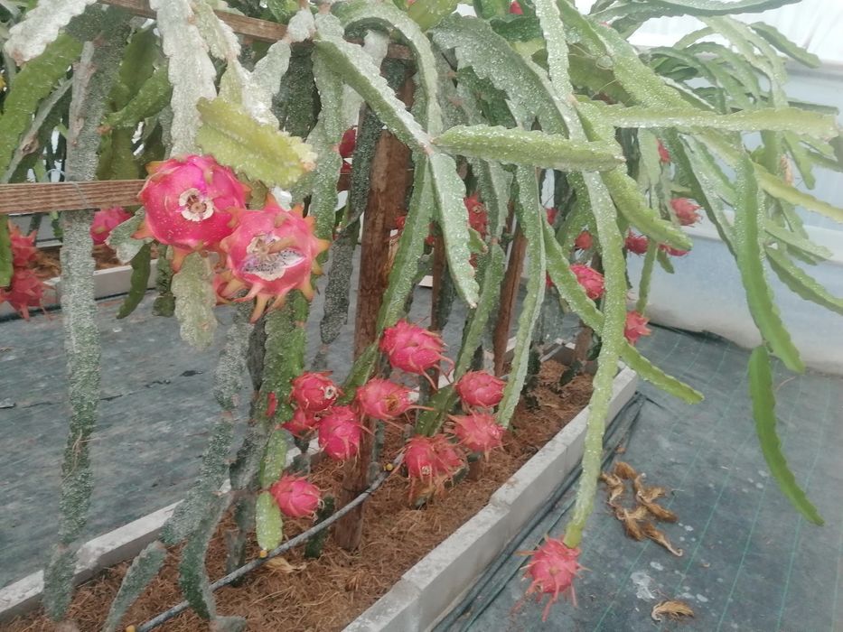 Pitayas / produção nacional / Biológica