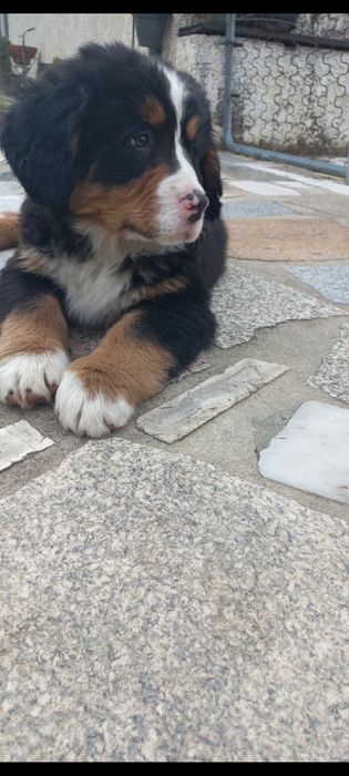 Bouvier Bernois com Pedigree