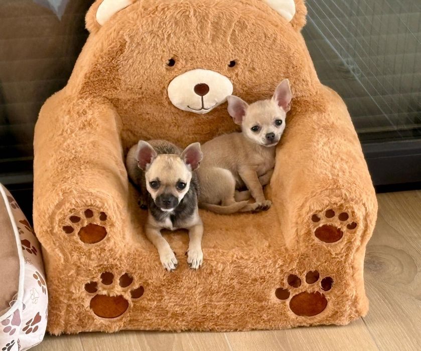 Chihuahua śliczna sunia