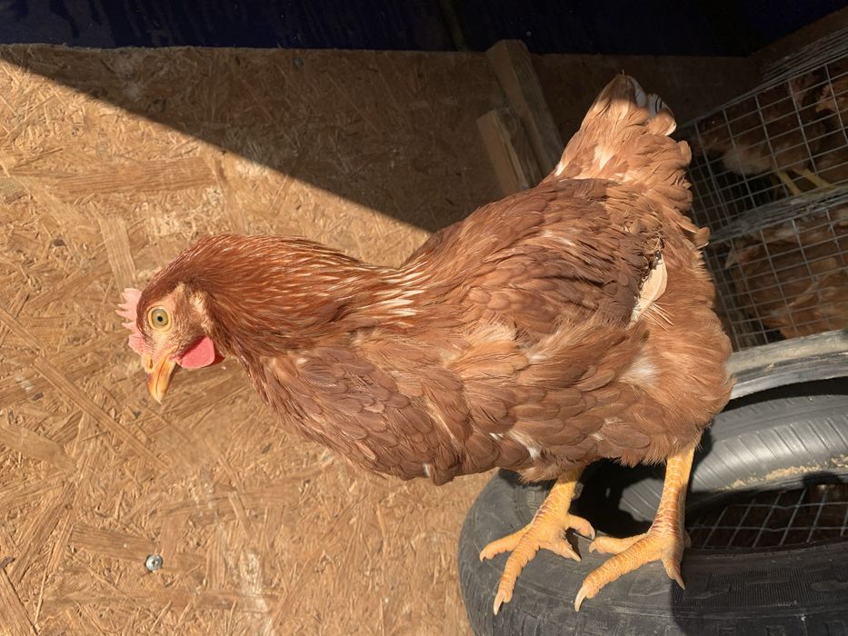 Ломан браун несушка 3.5 мес