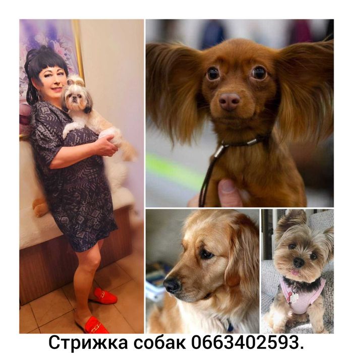 Стрижка собак і котів. #стрижкасобаккотів#