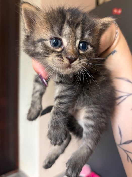 Кошенята шукають дім