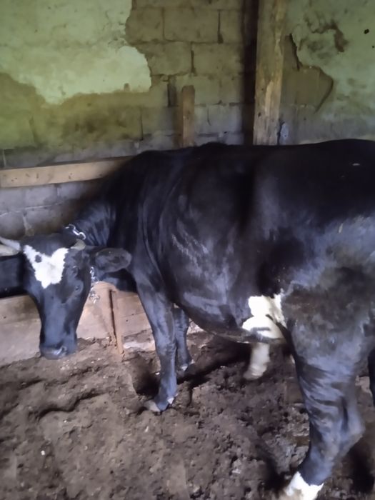 Продам теличку паровану