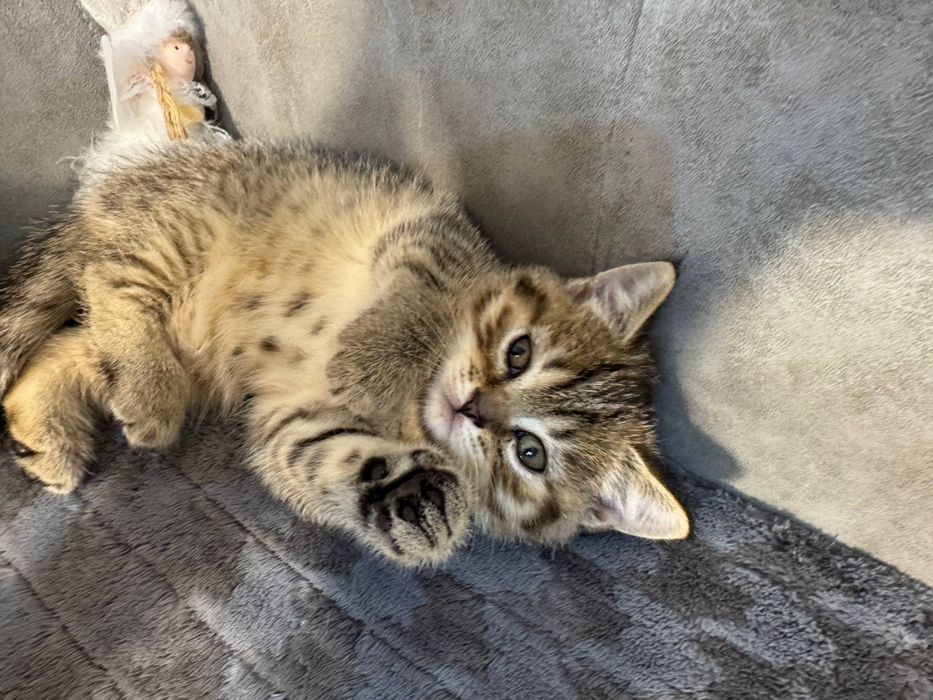 Шотландська прямовуха