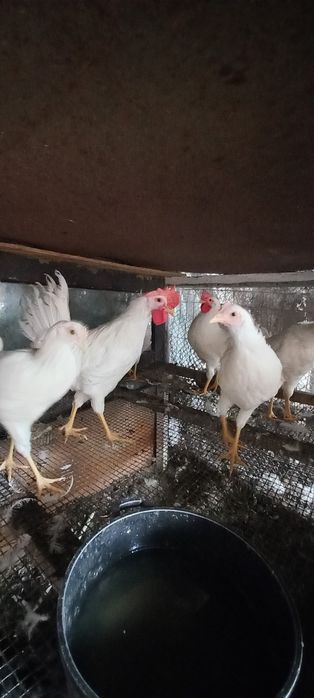 Продам пітушків породи  Леггорн білий.