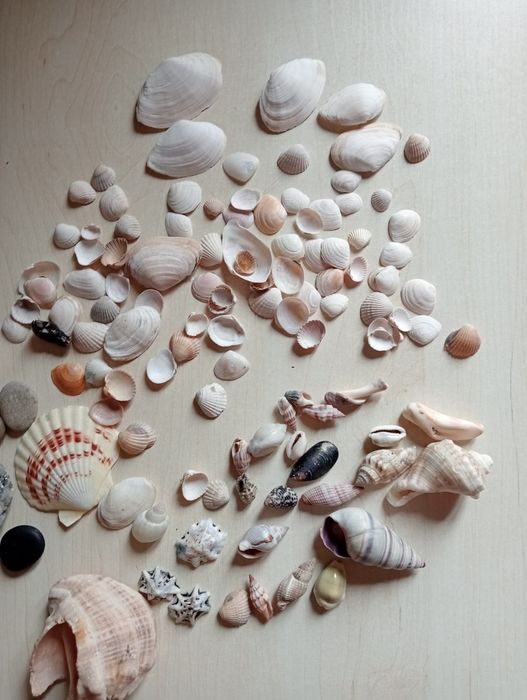 Muszle oceaniczne muszle