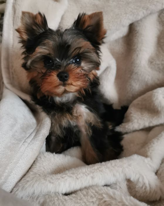 Yorkshire terrier piesek szczeniak
