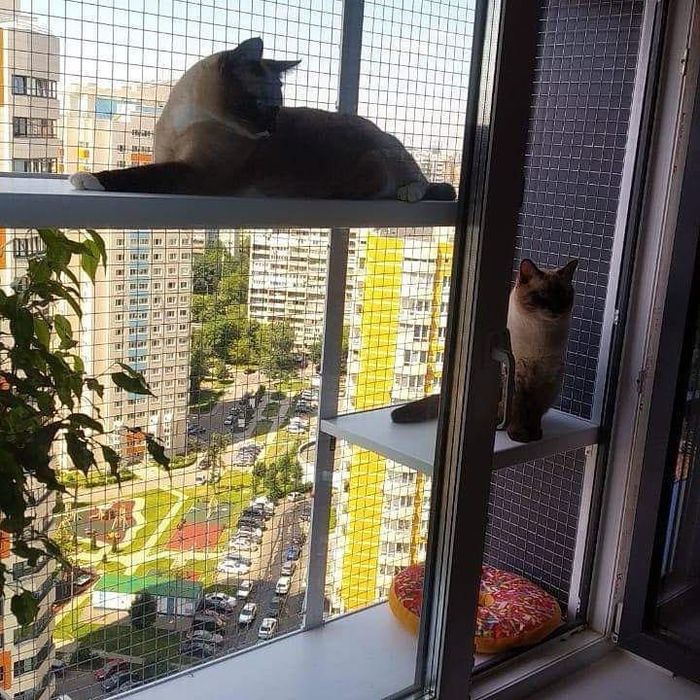 Балкончик для котів на 3 стулки (на все вікно)