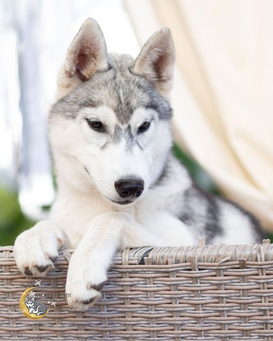 Szczenię Siberian Husky z rodowodem ZKwP/FCI