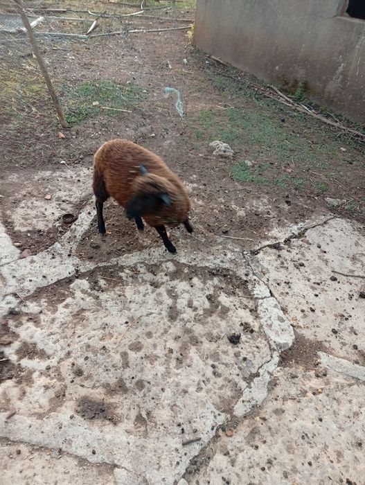 Mudar de pasto Ovelha Hill de Françe com  uma cria