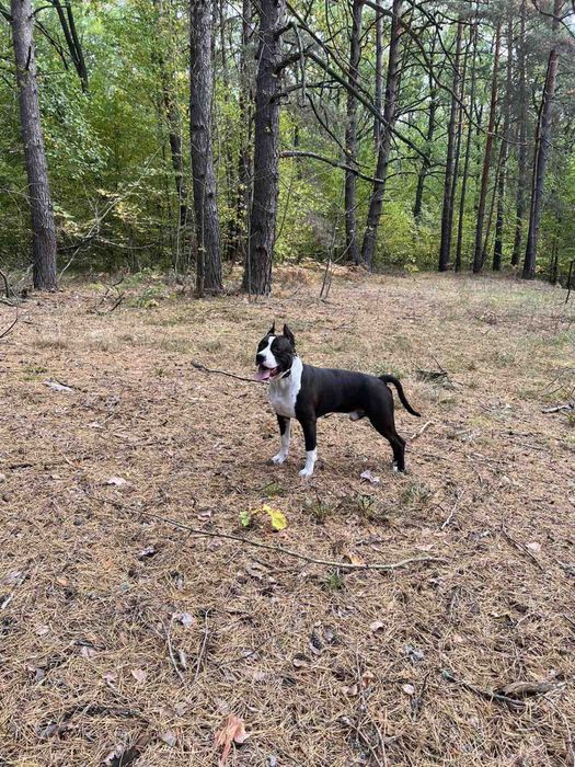 Амстафф КСУ шукає подругу для случки