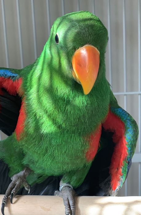 Macho de papagaio Ecletus