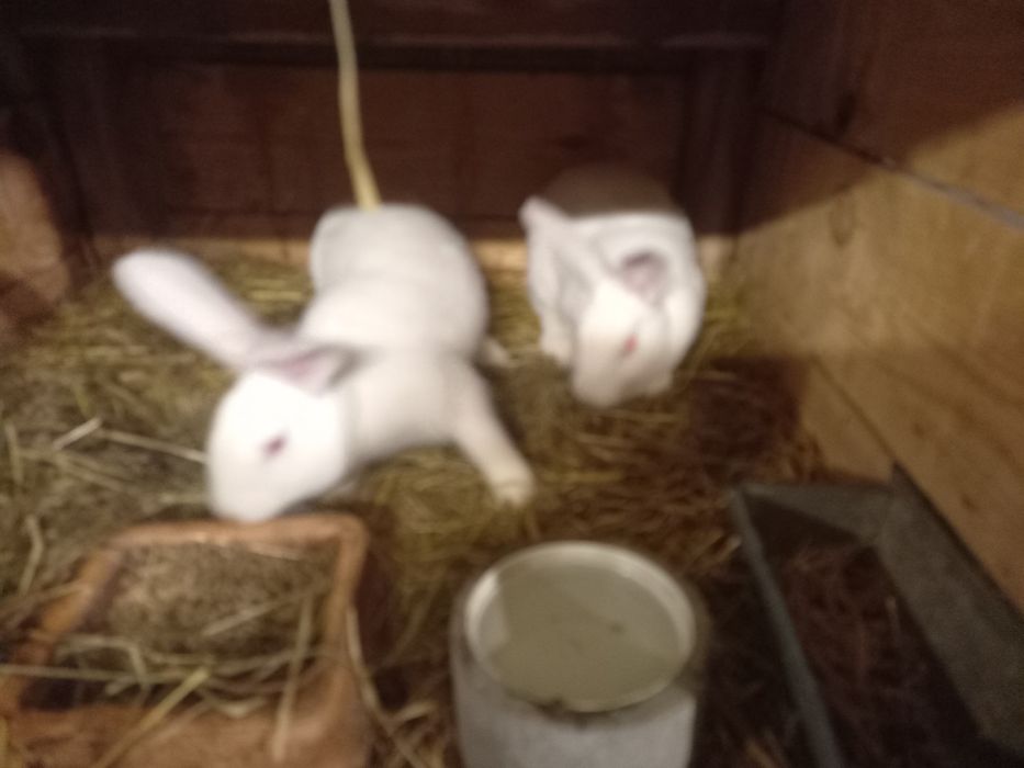 Samiczki termondzkie