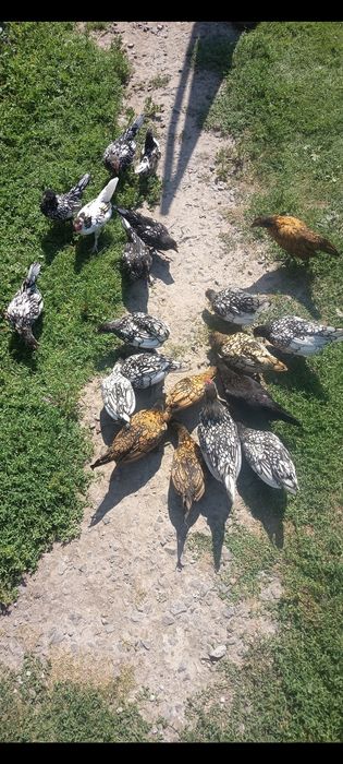 Карликові кури сибрайт