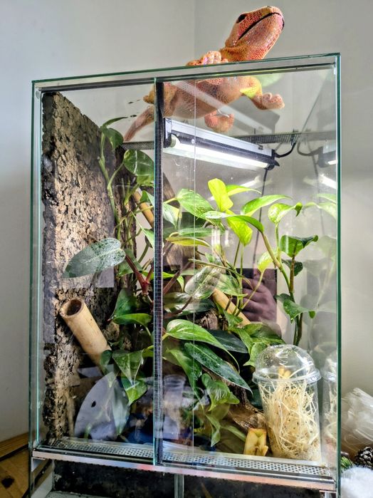 Terrarium, gekony płaczące, 40x40x60cm