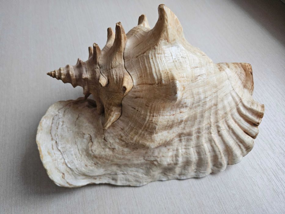 Ракушка моллюск Стромбус Гигас (Strombus Gigas) Куба. 1.3 кг.