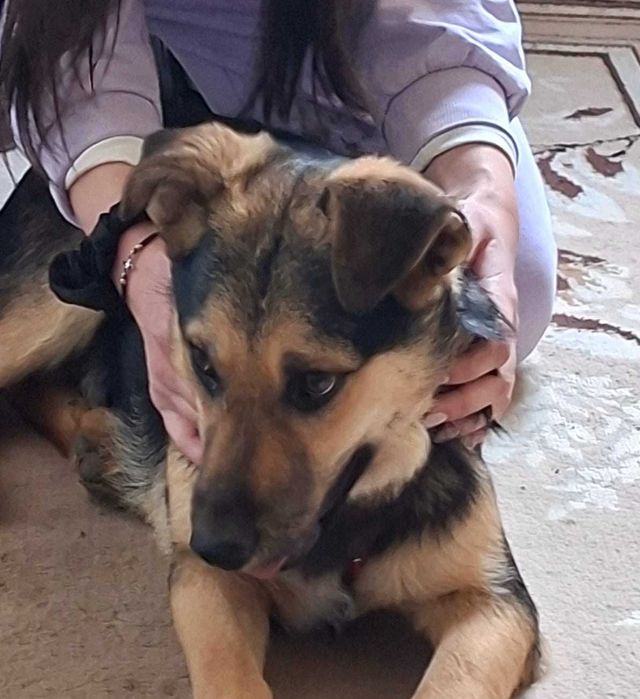 TYMONEK 6 mies szczeniak do adopcji uratowany w Bułgarii