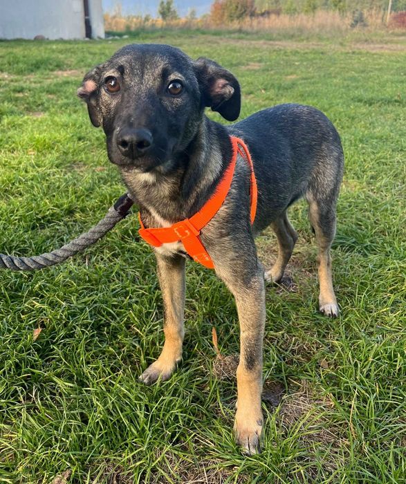 Urocza suczka Capri do adopcji