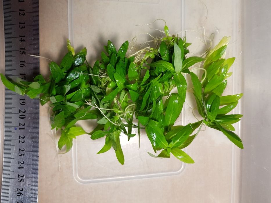 Продам  акваріумні рослини