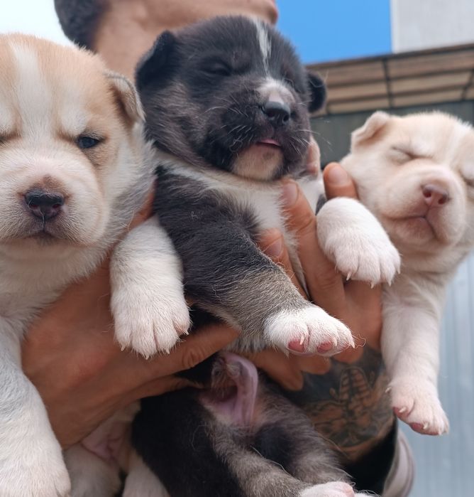 Ось такі красунчики! Акітята