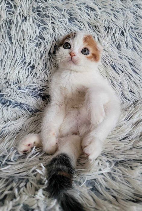 Scottish Fold кумедна&супер симпатична дівчинка каліко ван зі столиці