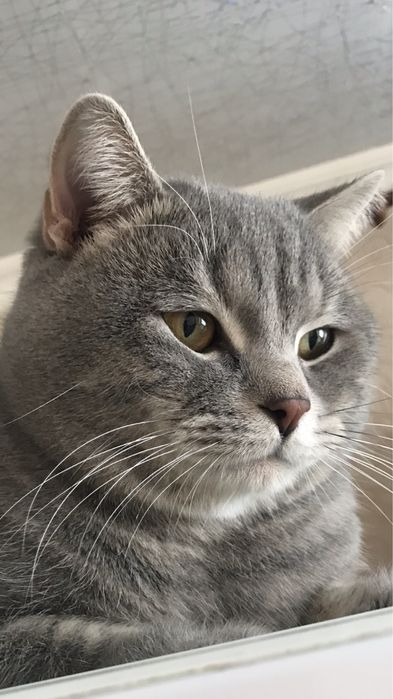 Шотландский страй кот- вязка