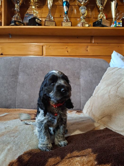 SZCZENIAK Cocker Spaniel Angielski
