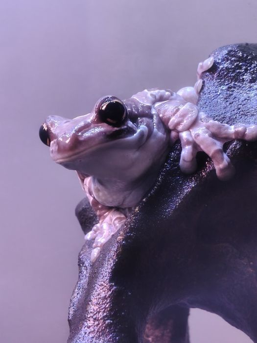 Trachycephalus resinifictrix