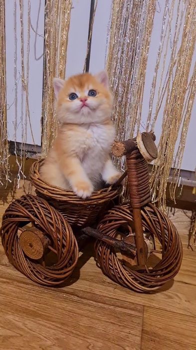 Шикарные котята золотая шиншилла