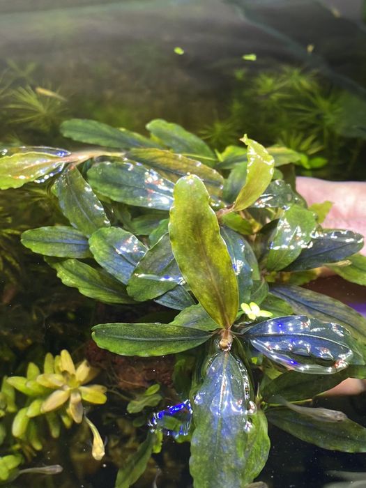 Акваріумні рослини