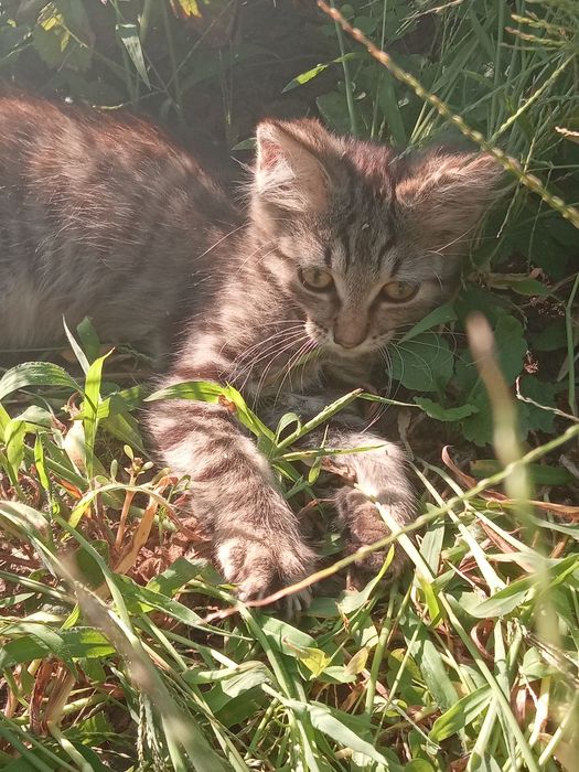 Милі грайливі котики в добрі руки